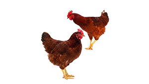 Chicken Shonalika