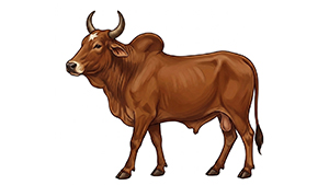 Beef