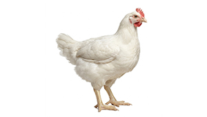 Chicken Broiler