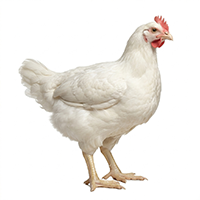 Chicken Broiler